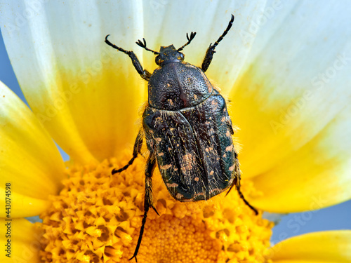 Beetle on a flower. Oxythyrea funesta photo