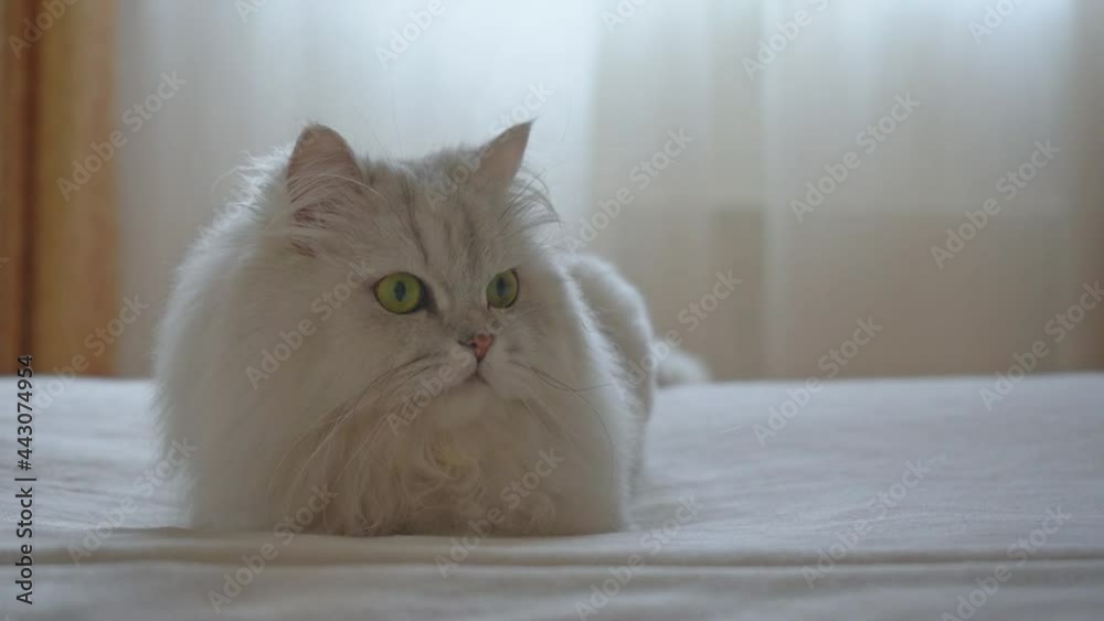 Concept of happy adorable pets. A beautiful Persian silver chinchilla cat is lying and resting on the bed looking around and moving its ears. Stay at home. the cat is trimmed to look like a lion. Concept of happy adorable pets. A beautiful Persian silver chinchilla cat is lying and resting on the bed looking around and moving its ears. Stay at home. the cat is trimmed to look like a lion.