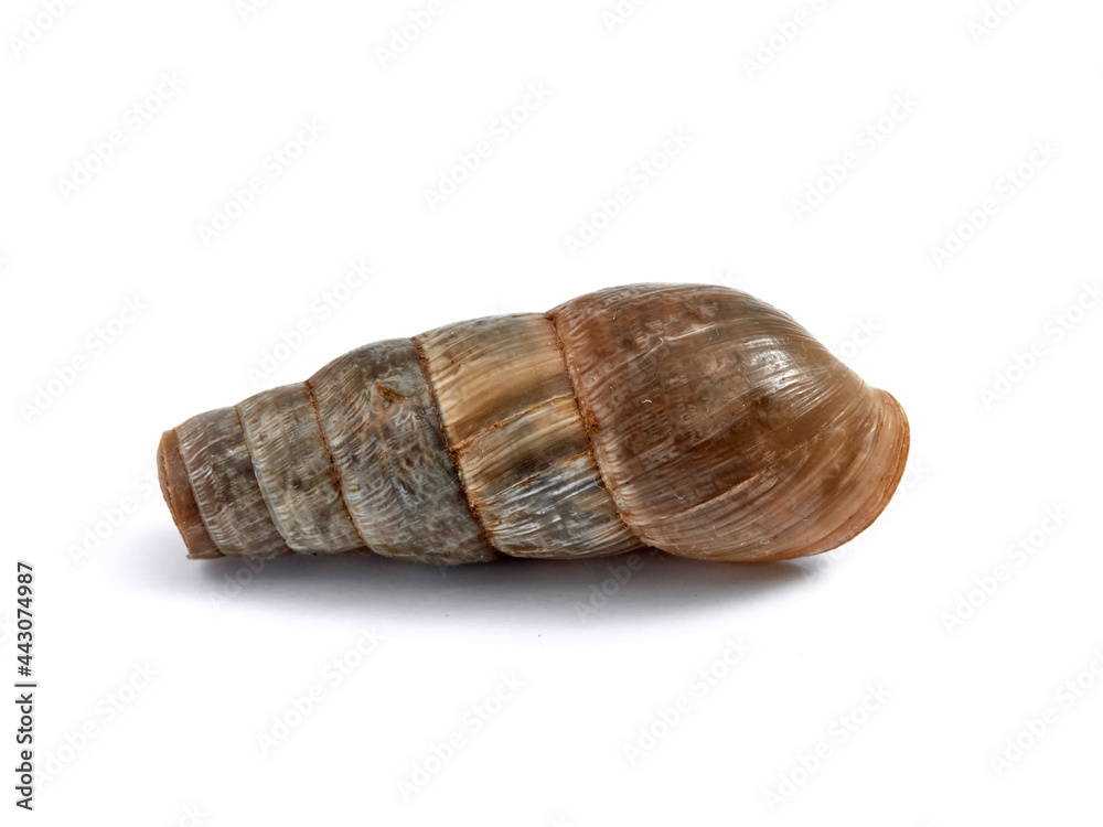 Decollate Snail. Rumina decollata. Decollate Snail. Rumina decollata.
