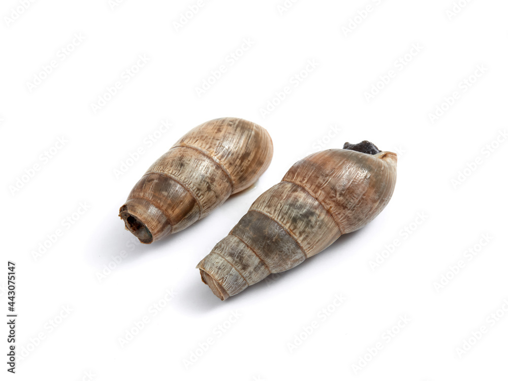 Decollate Snail. Rumina decollata. Decollate Snail. Rumina decollata.