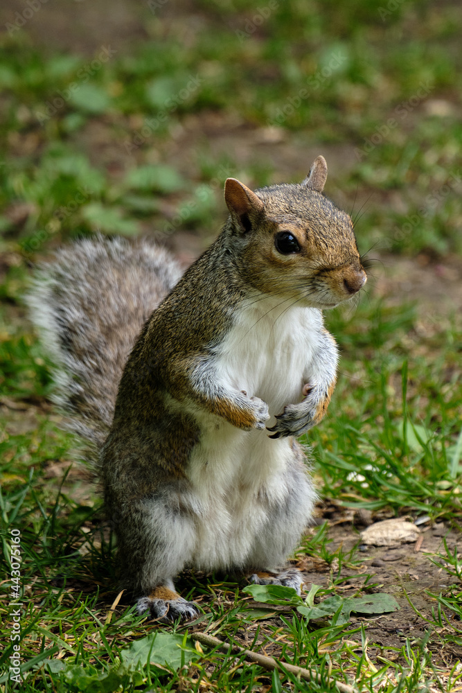 squirrel in the park squirrel in the park