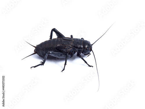 Black Cricket. Gryllus bimaculatus