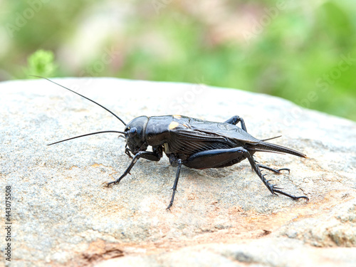 Black Cricket. Gryllus bimaculatus