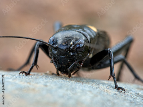 Black Crickets. Gryllus bimaculatus © Macronatura.es