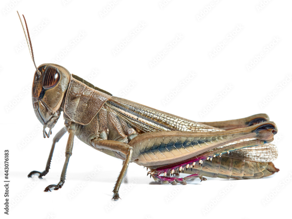 Grasshopper in a white background. Eyprepocnemis plorans Grasshopper in a white background. Eyprepocnemis plorans