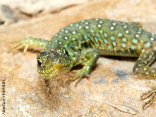 Eyed Lizard. Timon lepidus