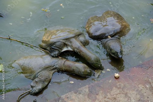 India Agra - Chelydra serpentina - Common snapping turtle Yamuna River photo