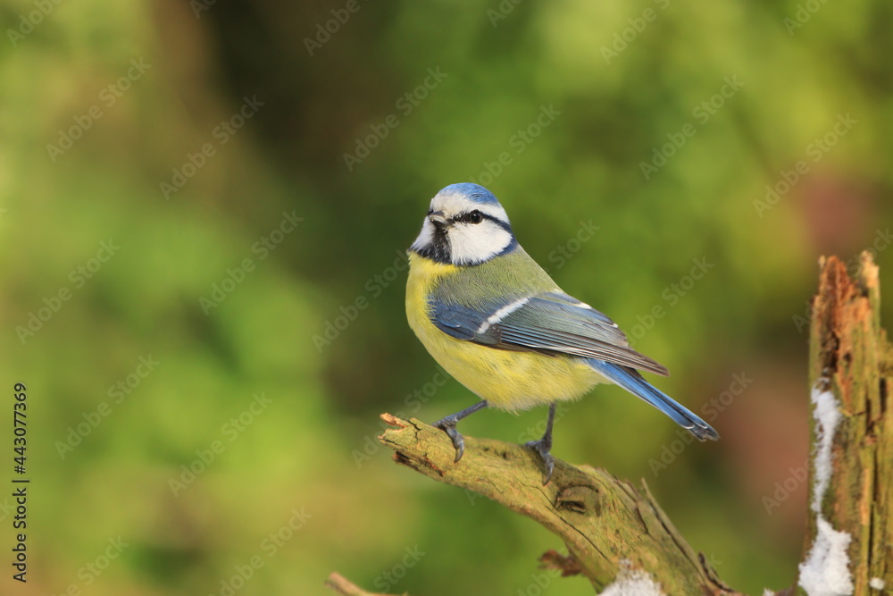 Cute blue tit sitting on the branch. Portrait of a little titmouse. Cyanistes caeruleus Cute blue tit sitting on the branch. Portrait of a little titmouse. Cyanistes caeruleus