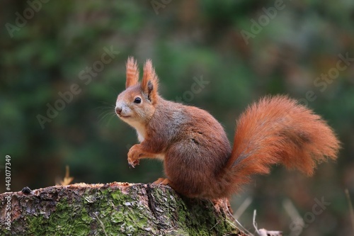 Cute european red squirrel sitting on the tree stump. Sciurus vulgaris