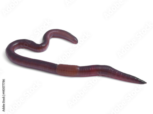 Earthworm. Lumbricidae family. 