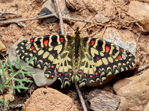 The Spanish Festoon. Zerynthia rumina photo