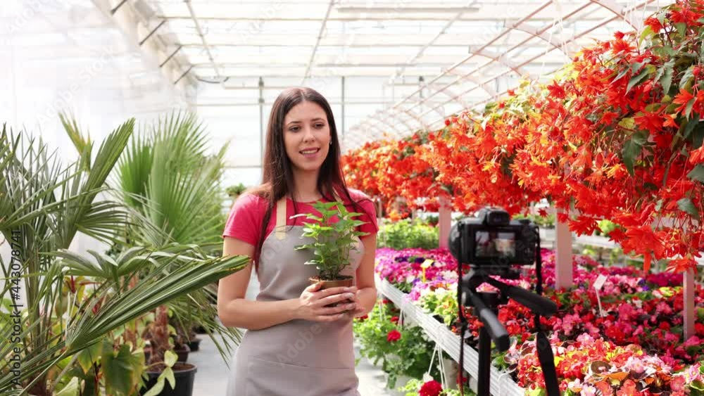Young woman owner of hothouse is recording video about gardening for her videoblog standing in greenhouse and holding pot flowers. Agricultural and botany concept.