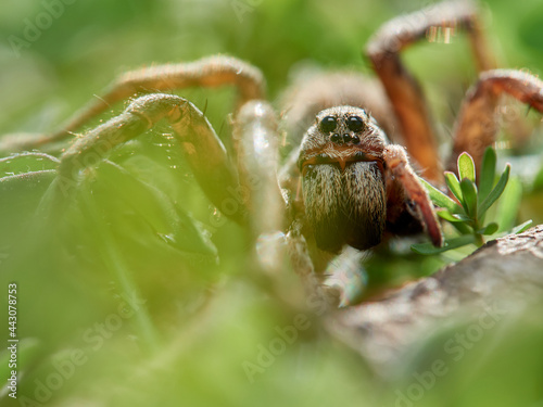 Spider wolf. Lycosidae family.