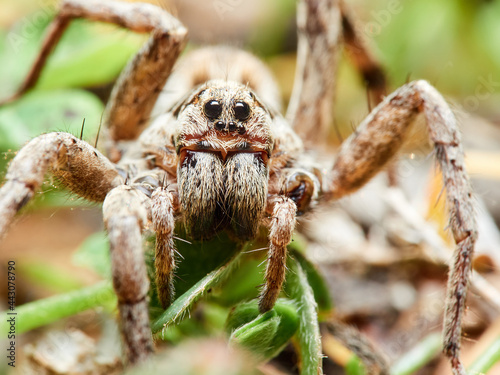 Spider wolf. Lycosidae family.