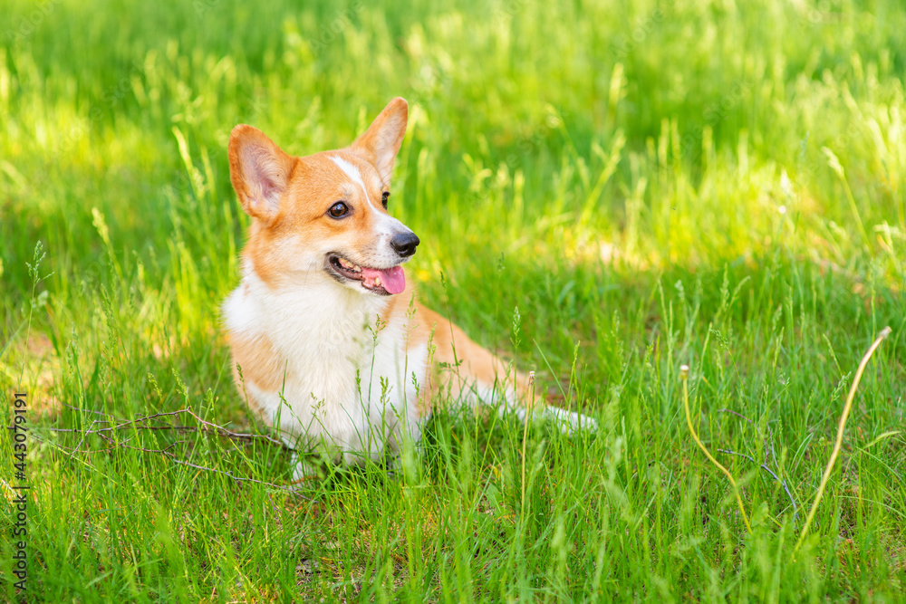 Red-haired corgi dog for a walk in a summer park standing on the green grass and looking to the side Red-haired corgi dog for a walk in a summer park standing on the green grass and looking to the side