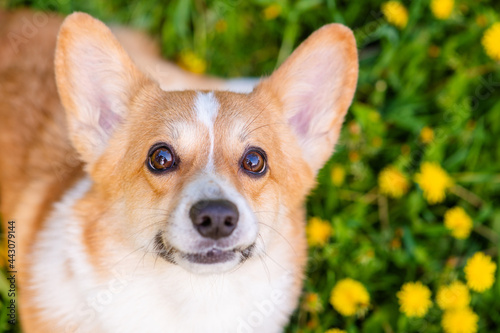 A dog of the corgi breed on a walk looks at the camera with a smile on the background of a field with yellow dandelions