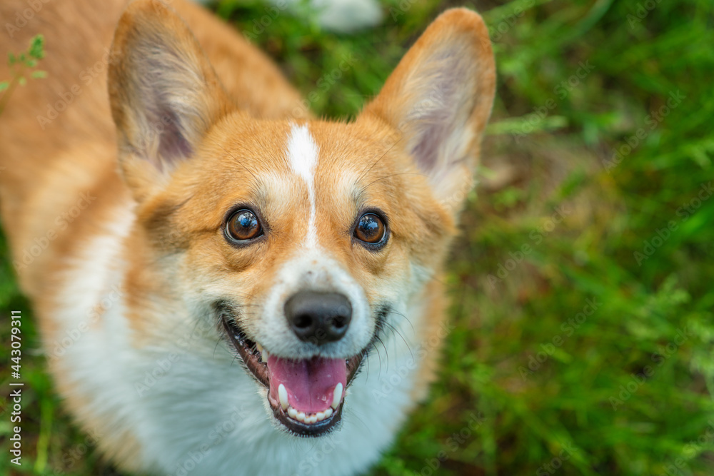 Corgi dog on a walk looks at the camera with a smile Corgi dog on a walk looks at the camera with a smile