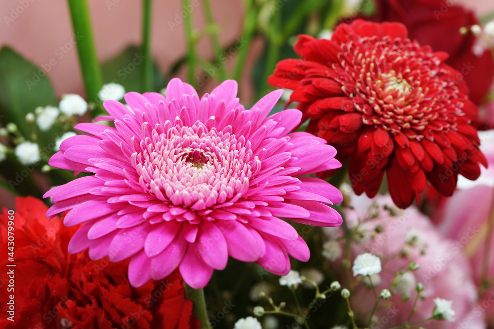 ピンクのガーベラ