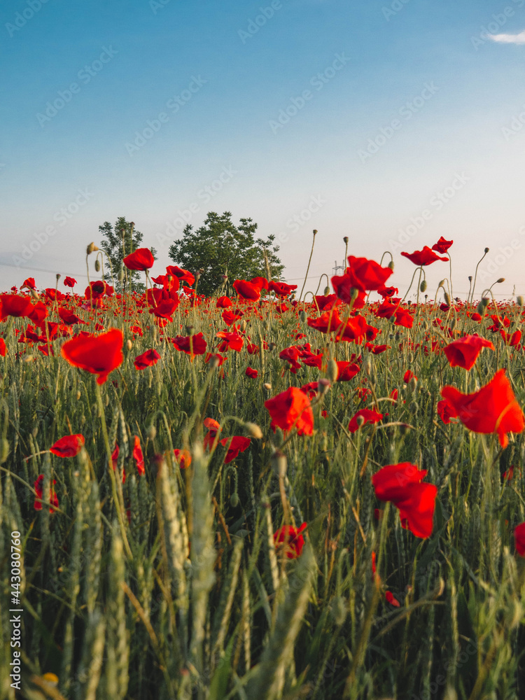 Obraz premium OLYMPUS DIGITAL CAMERA