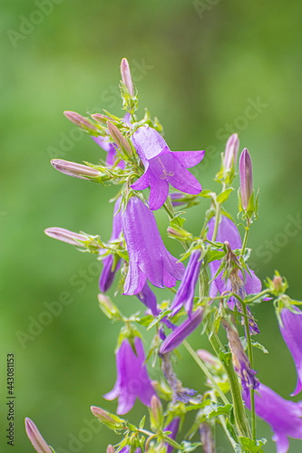 Campanula trachelium flowers, Slovakia photo