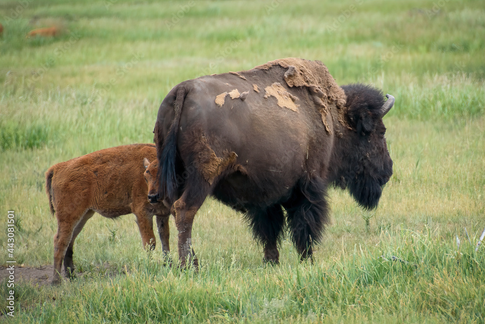 Hiding behind Mama