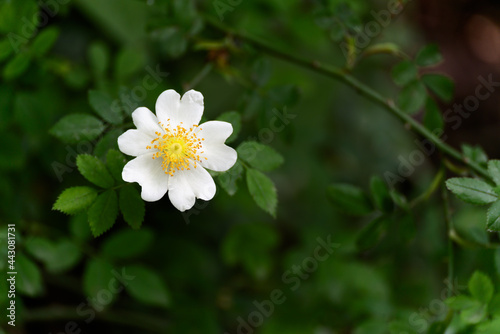 Wild white Dog Rose (Rosa canina) flowering in summer
