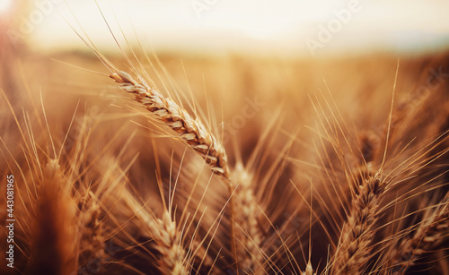 Wheat field. Ears of golden wheat. Agricultural concept