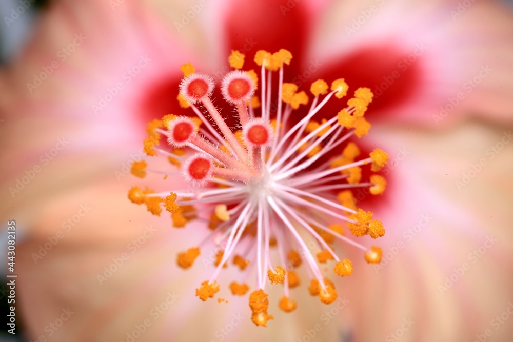 macro of a hibiscus flower