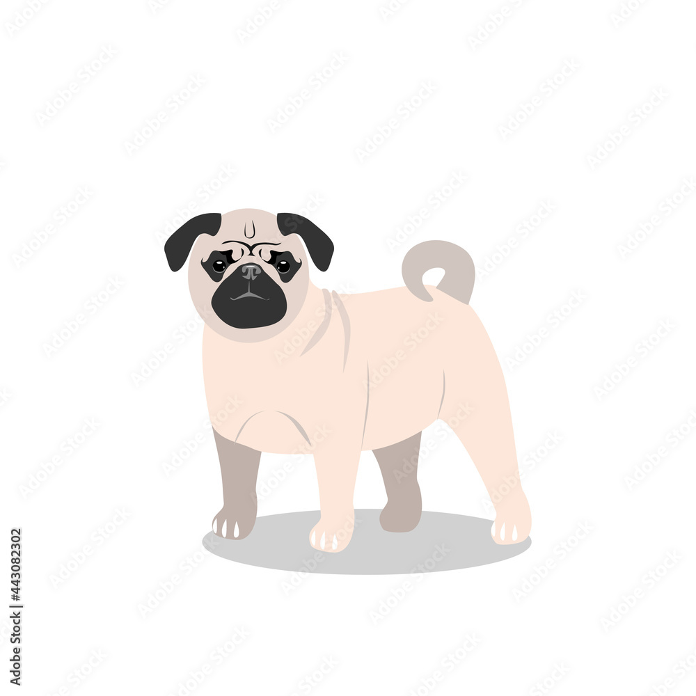 A small beige dog of the pug breed, isolated on a white background. Favorite pets