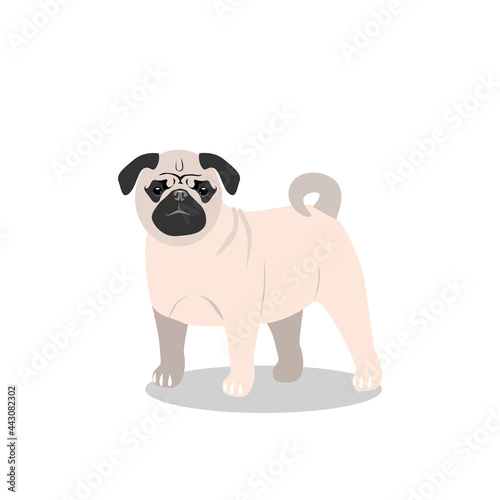 A small beige dog of the pug breed  isolated on a white background. Favorite pets
