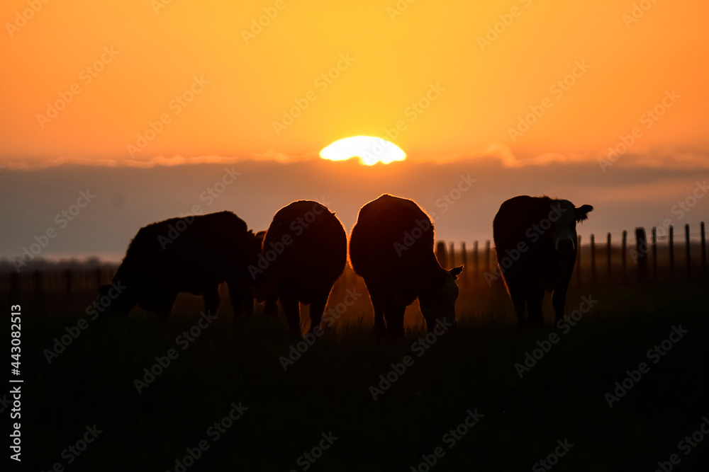  Cows silhouettes  grazing, La Pampa, Patagonia, Argentina.