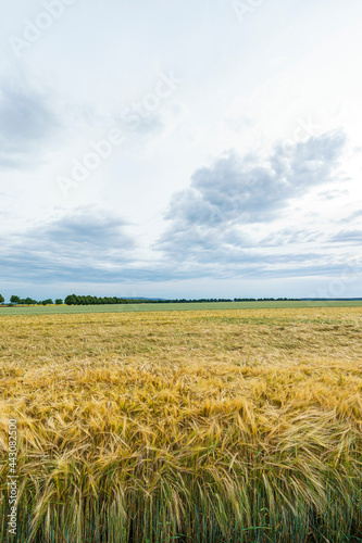 Kornfelder unter Wolkenhimmel