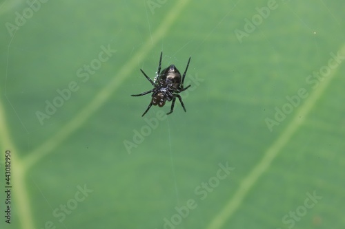 spider on the web © SuGak