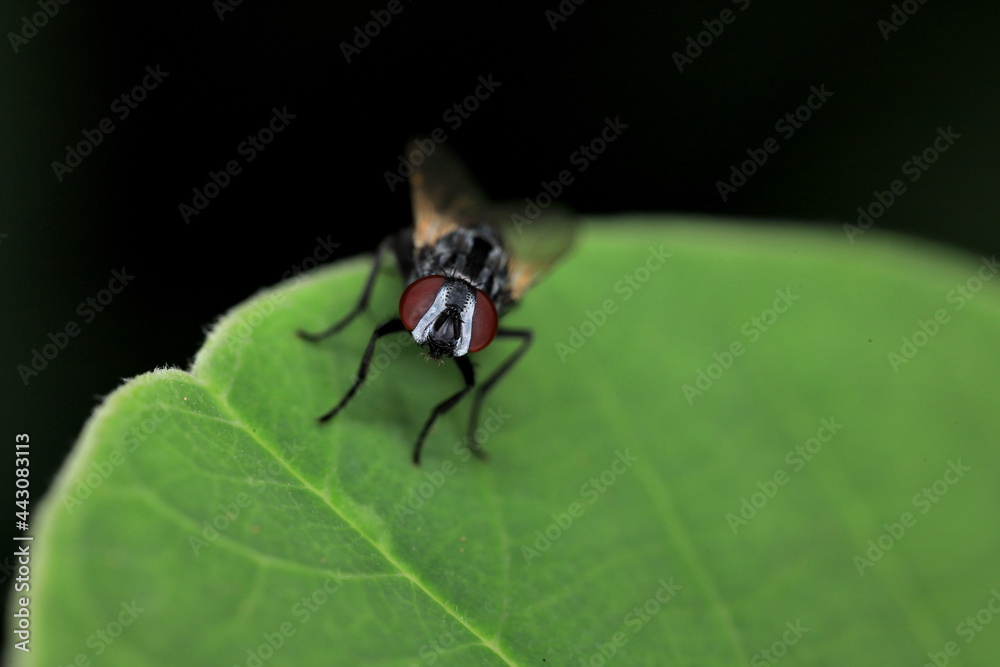 Fototapeta premium fly on a green leaf