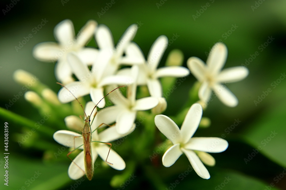 Fototapeta premium close up of a white tropical flower