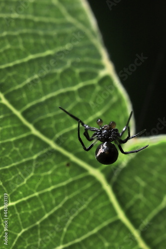 spider on leaf © SuGak
