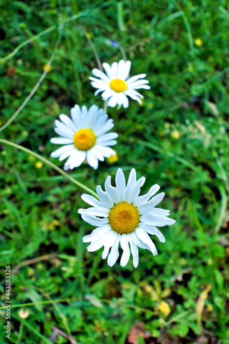 Leucanthemum vulgare  commonly known as the ox-eye daisy  or dog daisy  covered in tiny water droplets from the early morning dew 