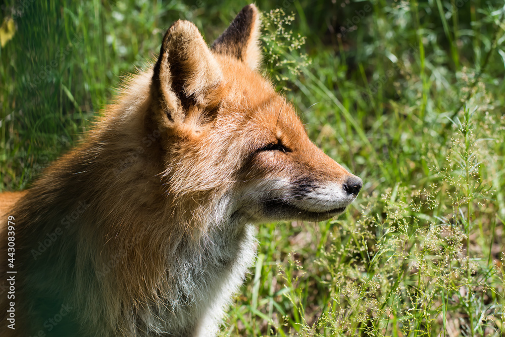 Muzzle of an orange fox in profile against a background of green grass Muzzle of an orange fox in profile against a background of green grass