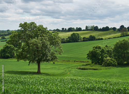 landscape with trees
