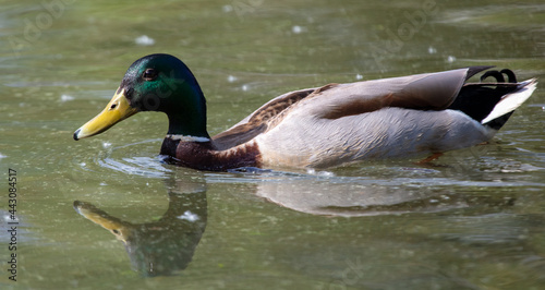 Portrait of a duck floating on the water