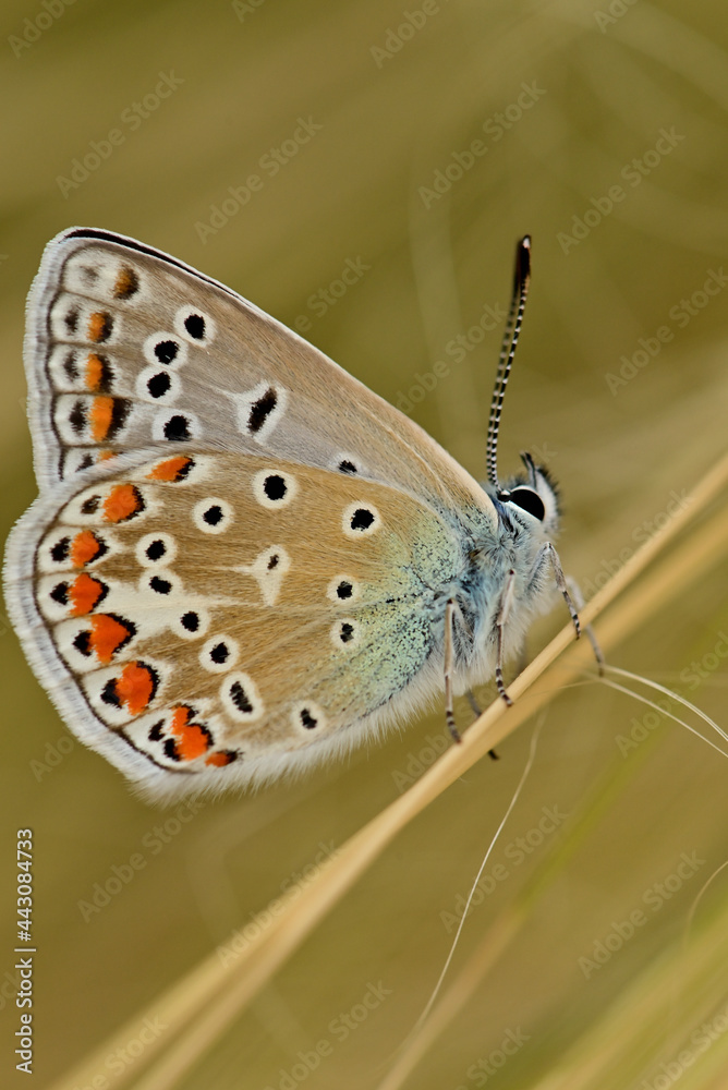 Obraz premium azuré