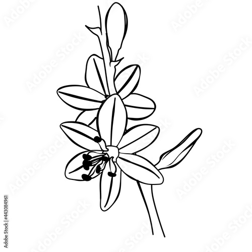  illustration of an asphodel flower for a logo, avatar, icon or background photo