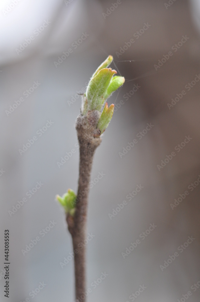 macro plant macro plant