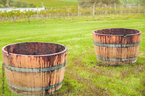 Open Barrel Pinot for Natural Winemaking in a vineyard of Australia.