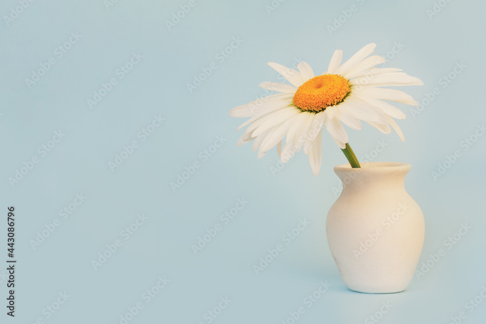 daisy flower in a white jug on a blue background with a copy space close-up