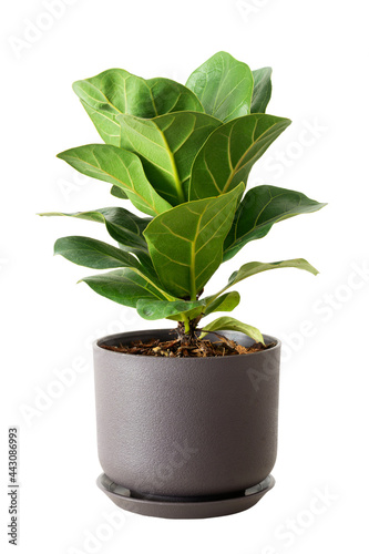 Green leaves of fiddle fig or ficus lyrata in brown plastic pots isolated on white. Fiddle-leaf fig tree the popular ornamental houseplant air purifying plants for home tropical minimal design.