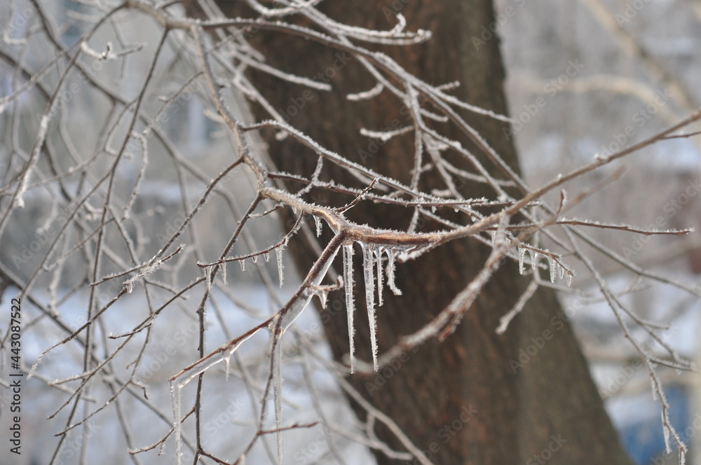 icicles on a tree branch icicles on a tree branch
