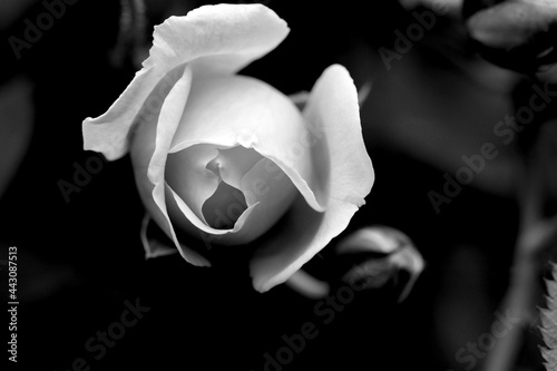 A beautiful, harmonious and symmetrical white rose bud on a black blurred background.