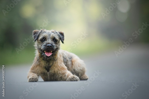 Obraz na plátně Smilling border terrier dog