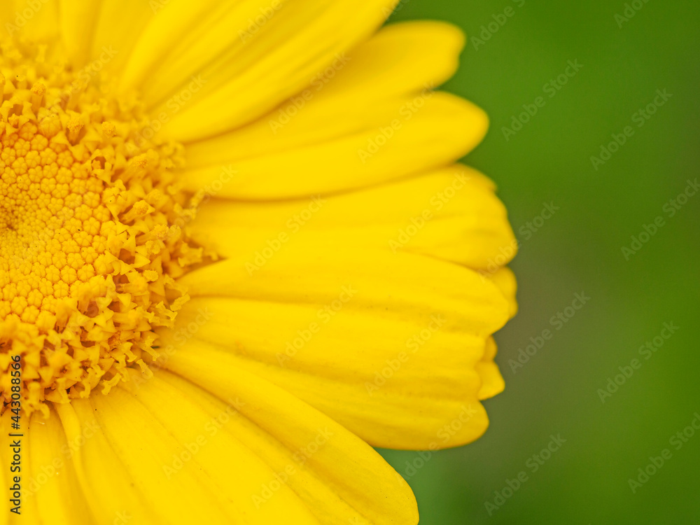 Closeup of half of a yellow garland Chrysanthemum flower Closeup of half of a yellow garland Chrysanthemum flower